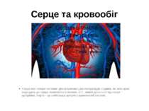 Серце та кровообіг Серце має чотири частини: два шлуночки і два передсердя. С...