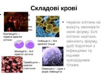Складові крові Червоні клітини не можуть змінювати свою форму. Білі клітини н...