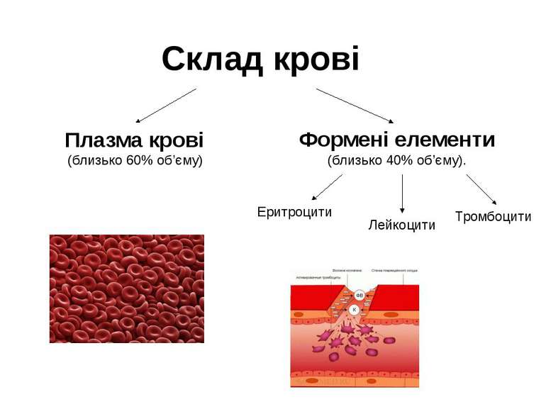 Склад крові Плазма крові (близько 60% об’єму) Формені елементи (близько 40% о...