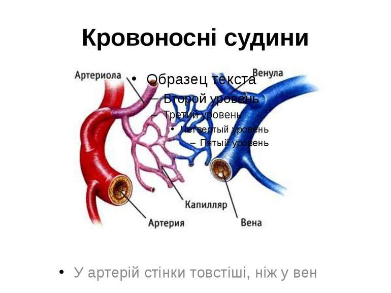 Кровоносні судини У артерій стінки товстіші, ніж у вен