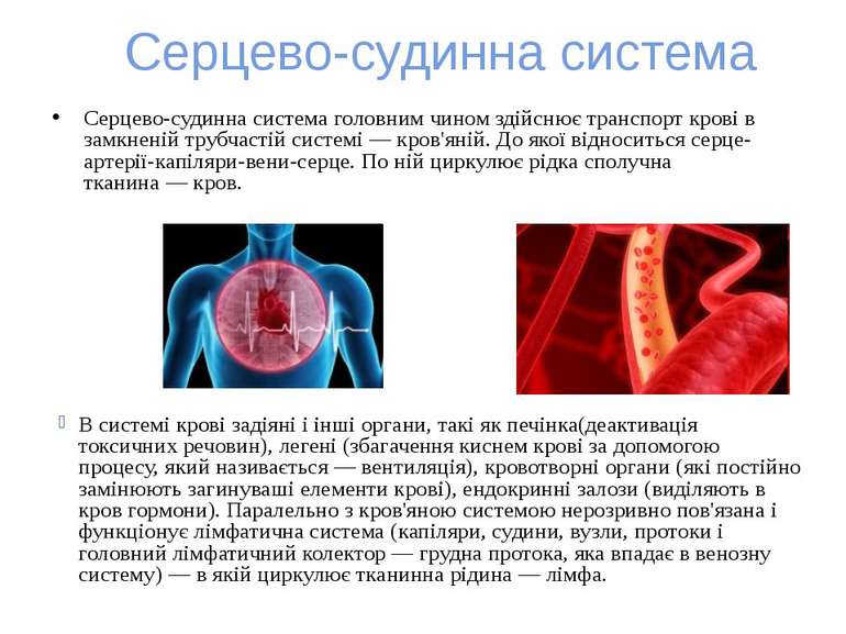 Серцево-судинна система Серцево-судинна система головним чином здійснює транс...