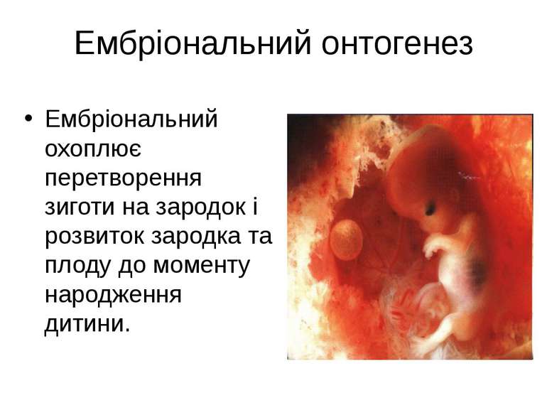 Ембріональний онтогенез Ембріональний охоплює перетворення зиготи на зародок ...