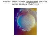 Фермент сперматозоїда гіалуронідаза розчиняє захисні речовини яйцеклітини