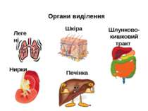 Органи виділення Легені Нирки Печінка Шкіра Шлунково-кишковий тракт