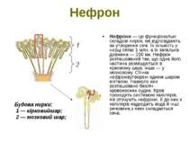 Нефрон Нефрони — це функціональні складові нирок, які відповідають за утворен...