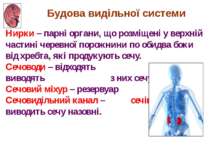 Нирки – парні органи, що розміщені у верхній частині черевної порожнини по об...