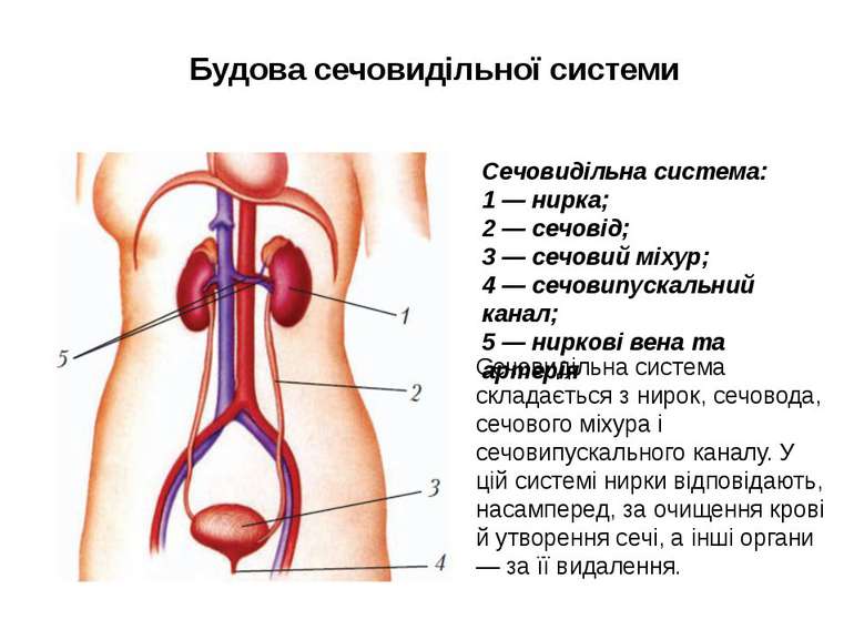 Будова сечовидільної системи Сечовидільна система складається з нирок, сечово...