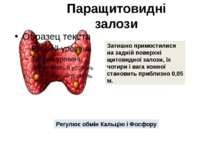 Паращитовидні залози Затишно примостилися на задній поверхні щитовидної залоз...