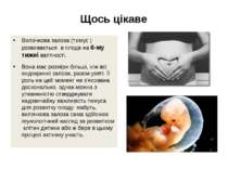 Щось цікаве Вилочкова залоза (тимус ) розвивається в плода на 6-му тижні вагі...