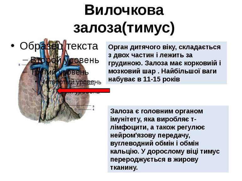 Вилочкова залоза(тимус) Орган дитячого віку, складається з двох частин і лежи...