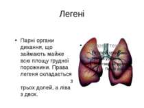Легені Парні органи дихання, що займають майже всю площу грудної порожнини. П...
