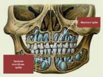 Молочні зуби Зачатки постійних зубів