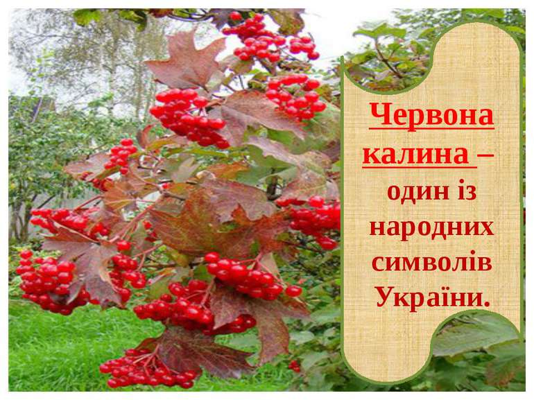 Червона калина – один із народних символів України.