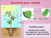 Біологічна роль глюкози Який процес зображено на малюнку? 6СО2 + 6Н2О → C6H12...