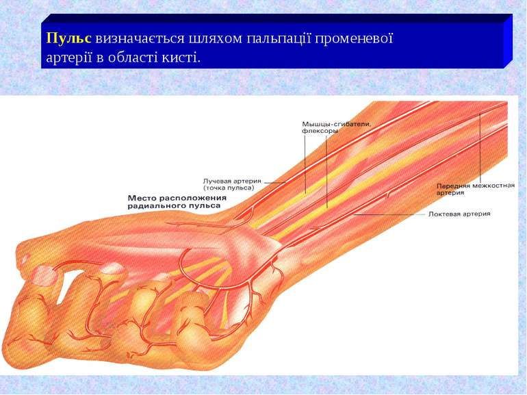 Пульс визначається шляхом пальпації променевої артерії в області кисті.