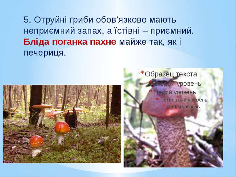 5. Отруйні гриби обов’язково мають неприємний запах, а їстівні – приємний. Бл...