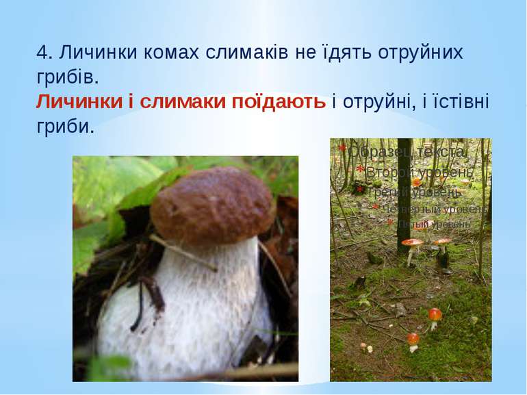 4. Личинки комах слимаків не їдять отруйних грибів. Личинки і слимаки поїдают...