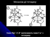 Механізм дії тетацину Іони Hg2+ і Cd2+ витісняють іони Ca2+ з тетацину
