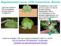Пошкодження, спричинені рослині у фазі 8-го листка мінером (мухою) Hamoguriba...