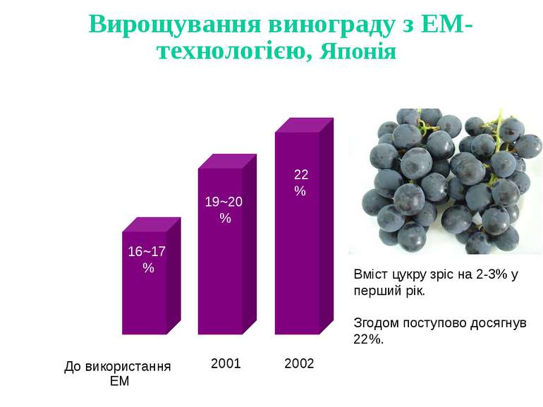 Вирощування винограду з ЕМ-технологією, Японія До використання EM 2001 2002 2...
