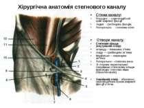 Хірургічна анатомія стегнового каналу Стінки каналу: Передня – серпоподібний ...
