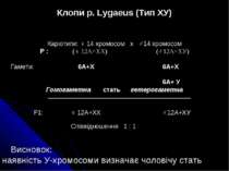 Клопи р. Lygaeus (Тип ХУ) Каріотипи: ♀ 14 хромосом х ♂14 хромосом Р : (♀ 12А+...