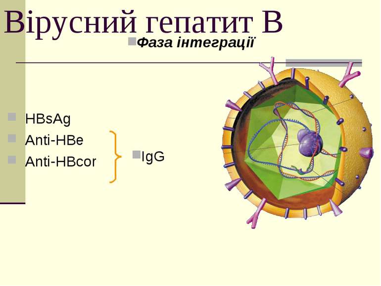 Вірусний гепатит В Фаза інтеграції HBsAg Anti-HBe Anti-HBcor IgG