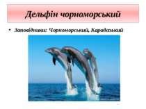 Дельфін чорноморський Заповідники: Чорноморський, Карадазький