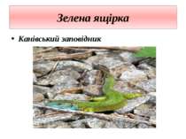 Зелена ящірка Канівський заповідник