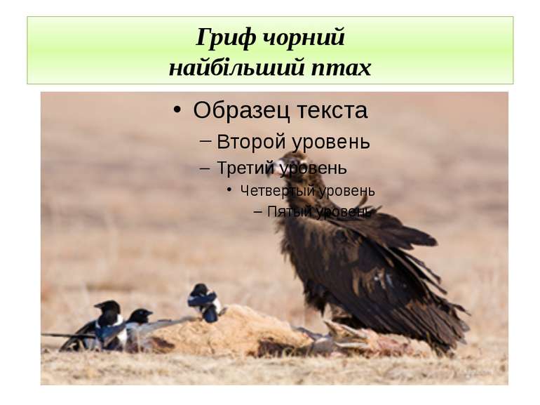 Гриф чорний найбільший птах
