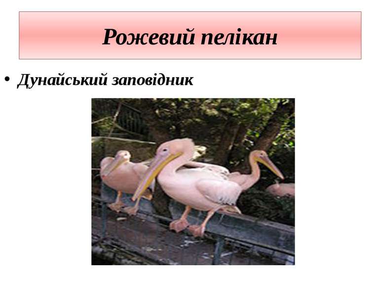 Рожевий пелікан Дунайський заповідник