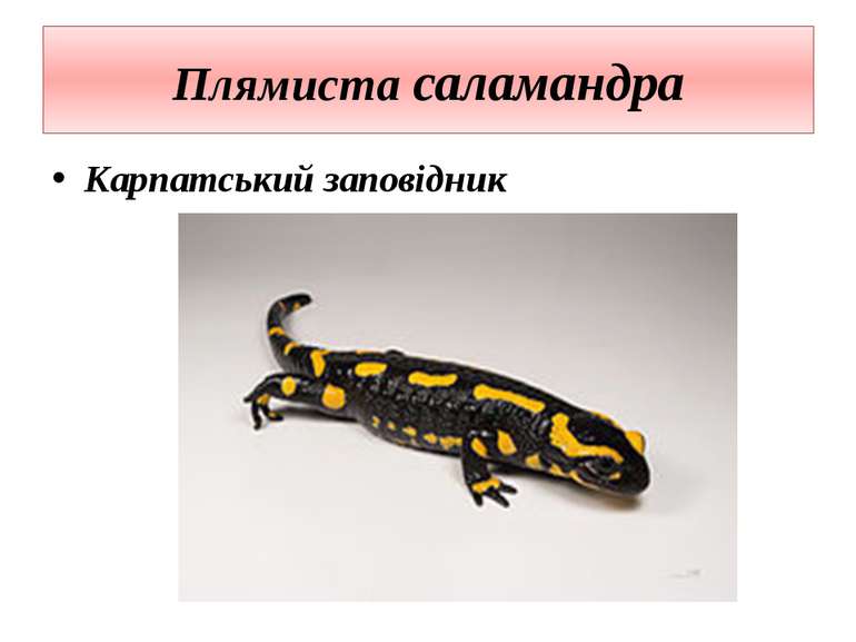 Плямиста саламандра Карпатський заповідник