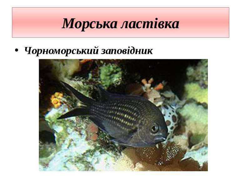 Морська ластівка Чорноморський заповідник