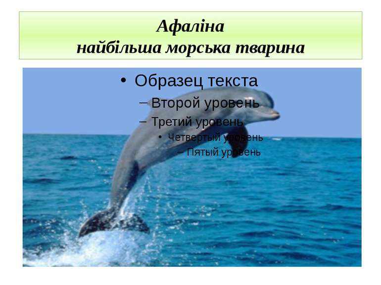 Афаліна найбільша морська тварина