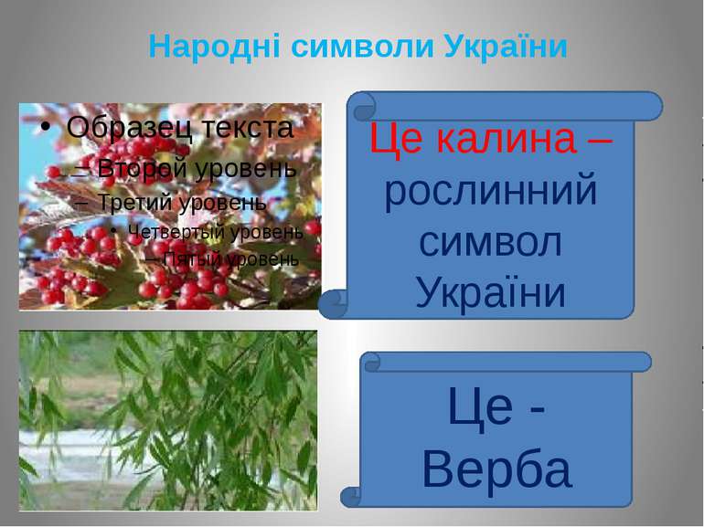 Народні символи України Це калина – рослинний символ України Це - Верба