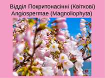 Відділ Покритонасінні (Квіткові) Angiospermae (Magnoliophyta)