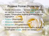Родина Розові (Rosaceae ) Розові (Rosaceae) — велика родина рослин, що налічу...