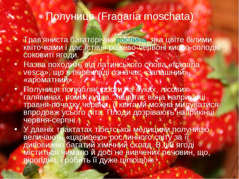 Полуниця (Fragaria moschata) Трав'яниста багаторічна рослина, яка цвіте білим...