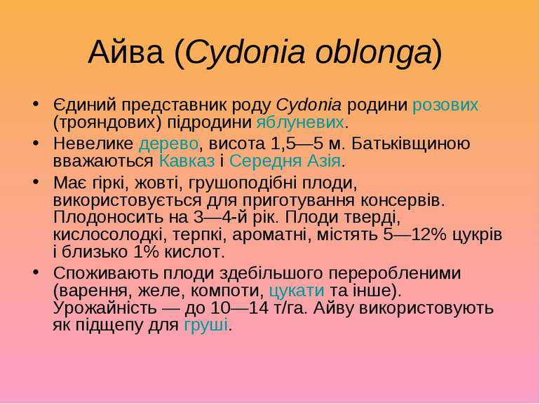 Айва (Cydonia oblonga) Єдиний представник роду Cydonia родини розових (троянд...