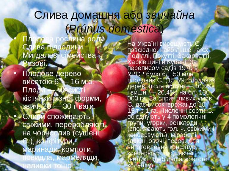 Слива домашня або звичайна (Prúnus doméstica) Плодова рослина роду Слива підр...