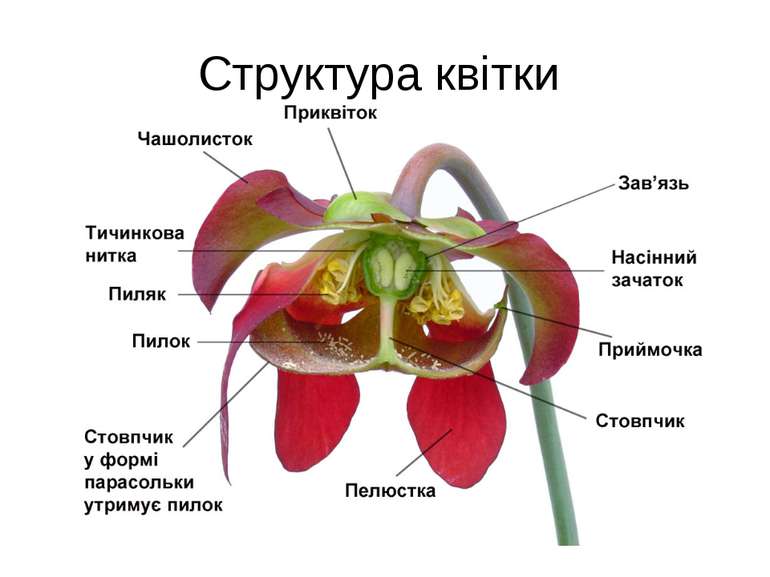 Структура квітки