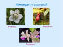 Мимикрия у растений Белозор Непентес Орхидея