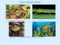 Разнообразие форм Мадагаскарский листохвостый геккон Кузнечик Кустарниковый с...