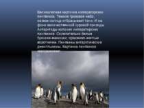 Великолепная картинка императорских пингвинов. Темное грозовое небо, низкое с...