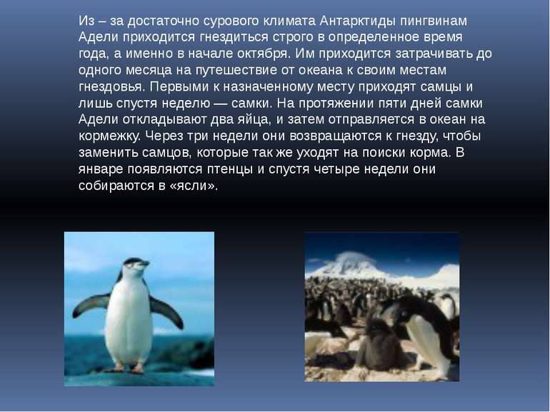 Из – за достаточно сурового климата Антарктиды пингвинам Адели приходится гне...