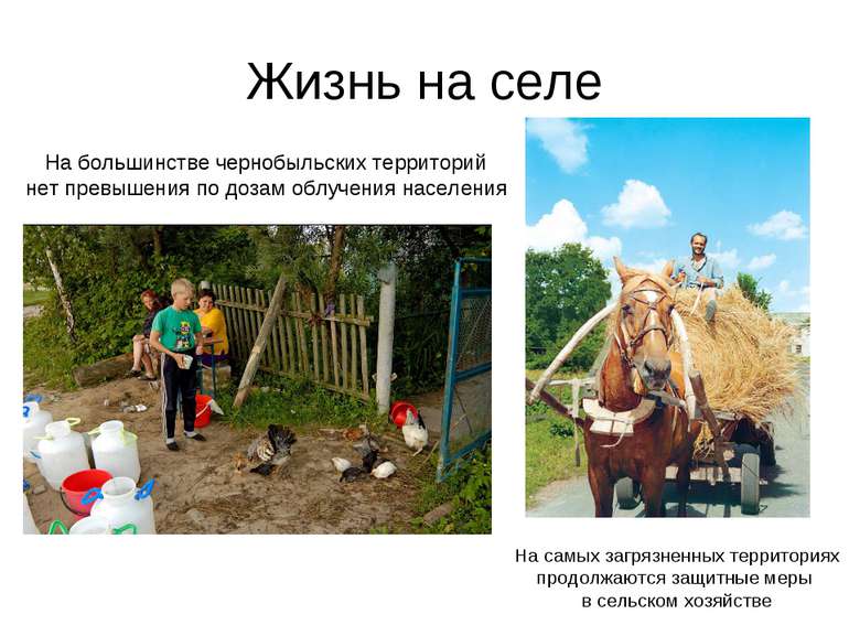 Жизнь на селе На большинстве чернобыльских территорий нет превышения по дозам...