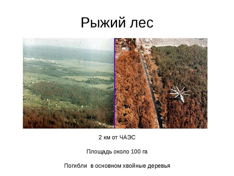 Рыжий лес 2 км от ЧАЭС Площадь около 100 га Погибли в основном хвойные деревья