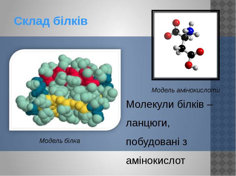 Молекули білків – ланцюги, побудовані з амінокислот Склад білків Модель білка...