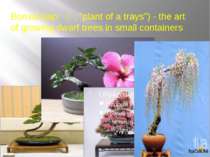 Bonsai (jap. 盆栽, "plant of a trays") - the art of growing dwarf trees in sm...