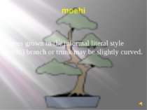 moehi In trees grown in the informal literal style (moehi) branch or trunk ma...